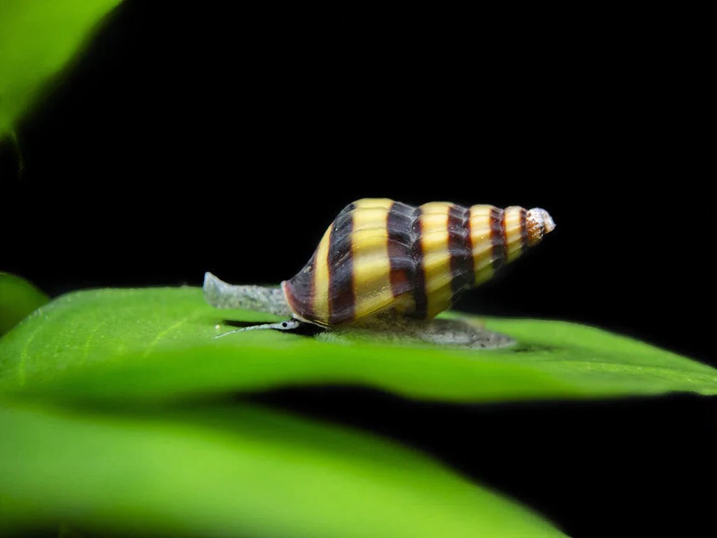 Assassin Snail